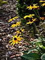 Rudbeckia hirta IMG_0975 Rudbekia owłosiona